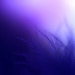 cropped-shutterstock_554314555_copy